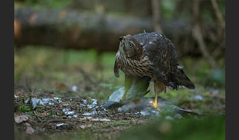 Habicht (Accipiter gentilis)