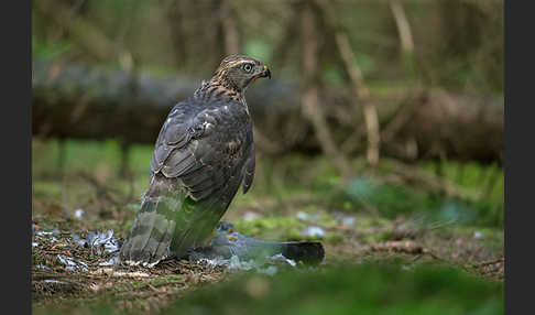 Habicht (Accipiter gentilis)