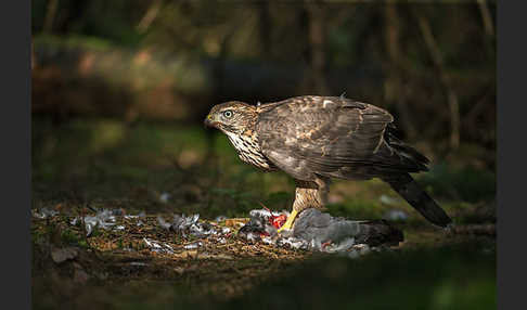 Habicht (Accipiter gentilis)