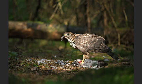 Habicht (Accipiter gentilis)