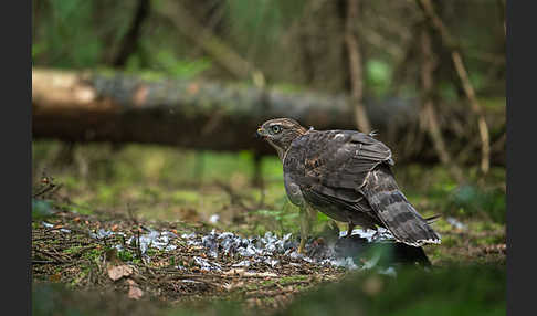 Habicht (Accipiter gentilis)