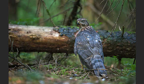 Habicht (Accipiter gentilis)