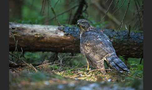 Habicht (Accipiter gentilis)