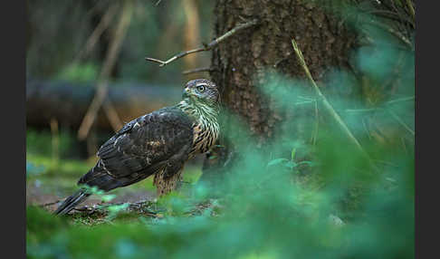 Habicht (Accipiter gentilis)