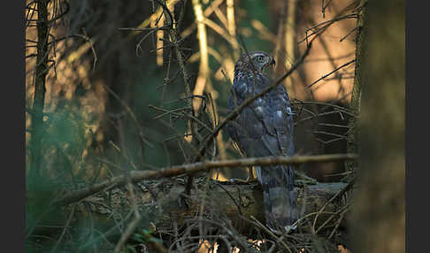 Habicht (Accipiter gentilis)