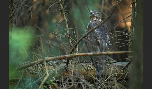 Habicht (Accipiter gentilis)