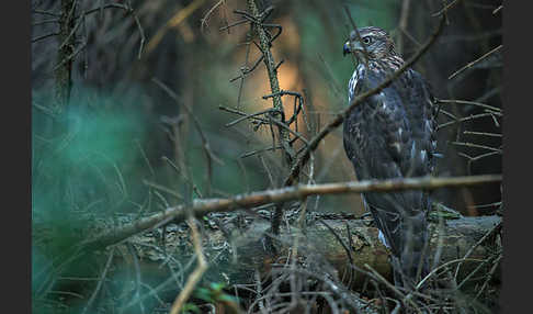 Habicht (Accipiter gentilis)