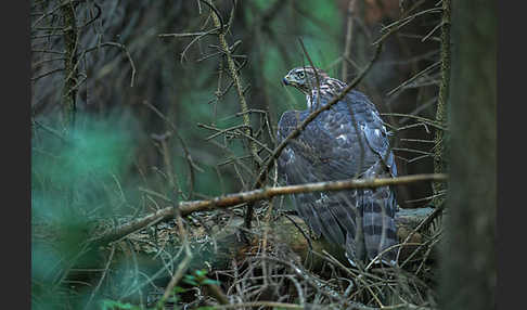 Habicht (Accipiter gentilis)