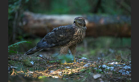 Habicht (Accipiter gentilis)