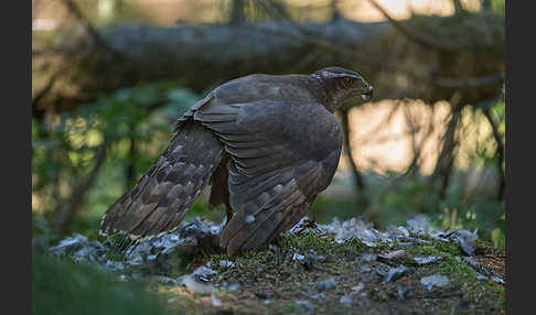 Habicht (Accipiter gentilis)