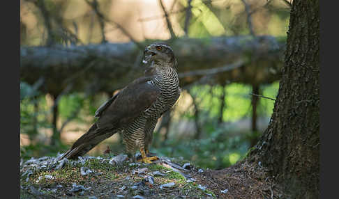 Habicht (Accipiter gentilis)