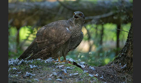 Habicht (Accipiter gentilis)