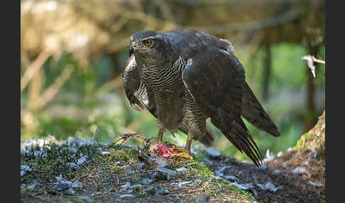 Habicht (Accipiter gentilis)