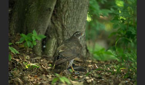 Habicht (Accipiter gentilis)