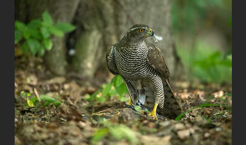 Habicht (Accipiter gentilis)