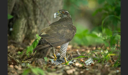 Habicht (Accipiter gentilis)