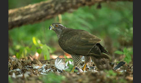 Habicht (Accipiter gentilis)