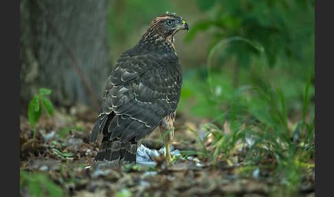 Habicht (Accipiter gentilis)