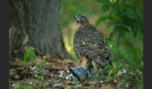 Habicht (Accipiter gentilis)