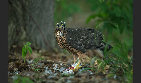 Habicht (Accipiter gentilis)