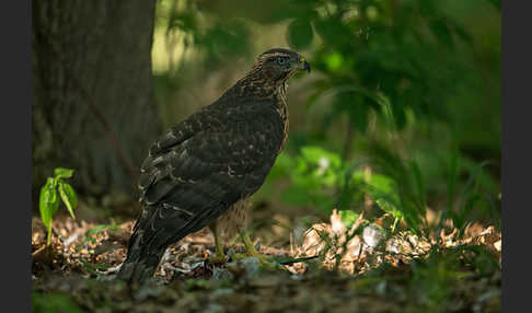 Habicht (Accipiter gentilis)