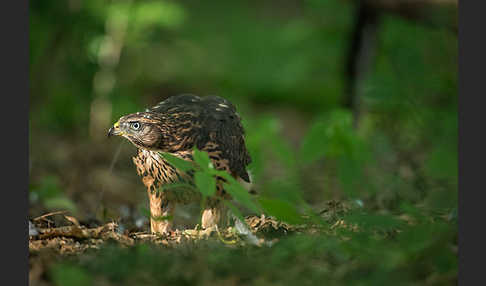 Habicht (Accipiter gentilis)