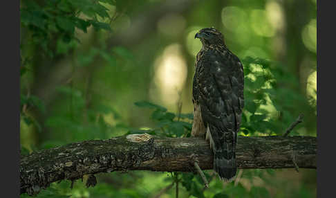 Habicht (Accipiter gentilis)