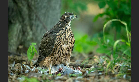 Habicht (Accipiter gentilis)