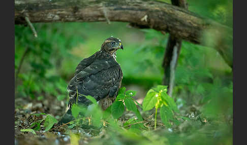 Habicht (Accipiter gentilis)