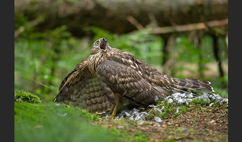 Habicht (Accipiter gentilis)