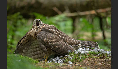 Habicht (Accipiter gentilis)