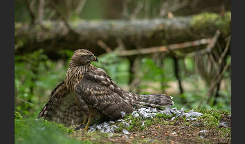 Habicht (Accipiter gentilis)