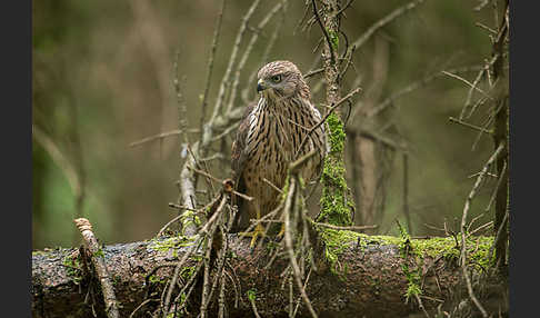 Habicht (Accipiter gentilis)