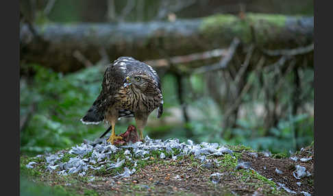 Habicht (Accipiter gentilis)