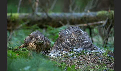 Habicht (Accipiter gentilis)