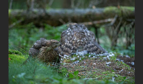 Habicht (Accipiter gentilis)