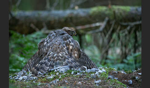 Habicht (Accipiter gentilis)