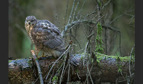 Habicht (Accipiter gentilis)