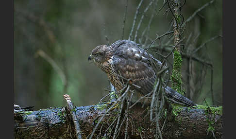 Habicht (Accipiter gentilis)