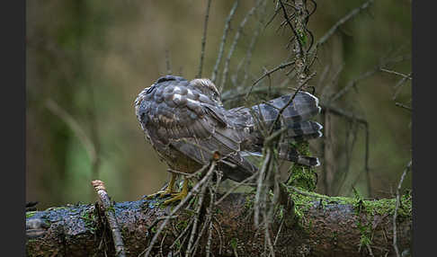 Habicht (Accipiter gentilis)