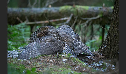 Habicht (Accipiter gentilis)