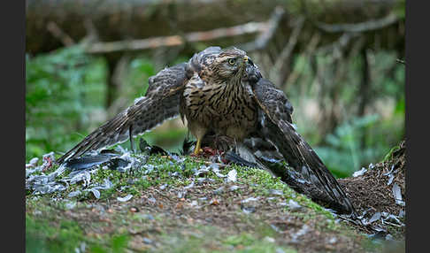 Habicht (Accipiter gentilis)