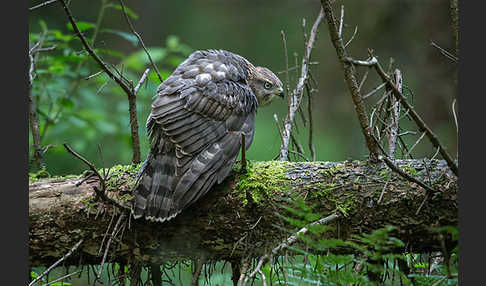 Habicht (Accipiter gentilis)