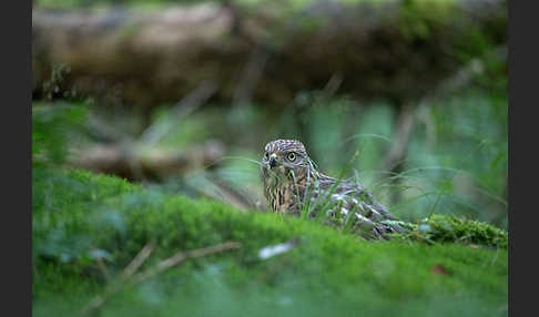 Habicht (Accipiter gentilis)