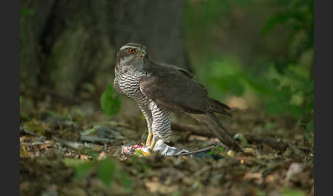 Habicht (Accipiter gentilis)