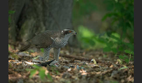 Habicht (Accipiter gentilis)