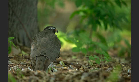 Habicht (Accipiter gentilis)