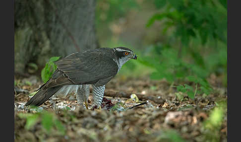 Habicht (Accipiter gentilis)