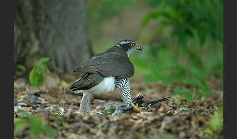 Habicht (Accipiter gentilis)