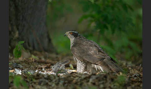 Habicht (Accipiter gentilis)